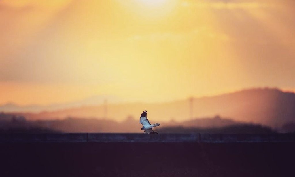 The ultimate reward for an evenings roost watch, a dramatic entrance against dwindling light.