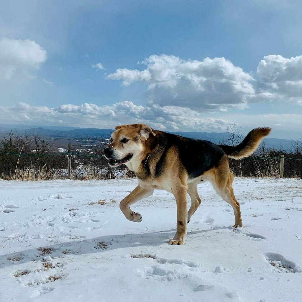 雪と犬 Twitter Search Twitter