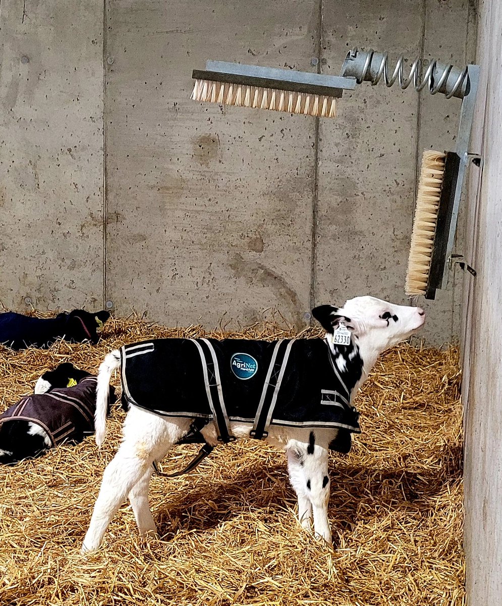 Peterhynes15's tweet photo. When all you want to be is taller so you can have a scratch #SaturdayThoughts https://t.co/R7lAVsFItL