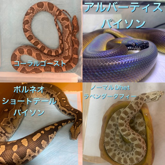 Purupuru パナ さん がハッシュタグ ボールパイソン をつけたツイート一覧 1 Whotwi グラフィカルtwitter分析