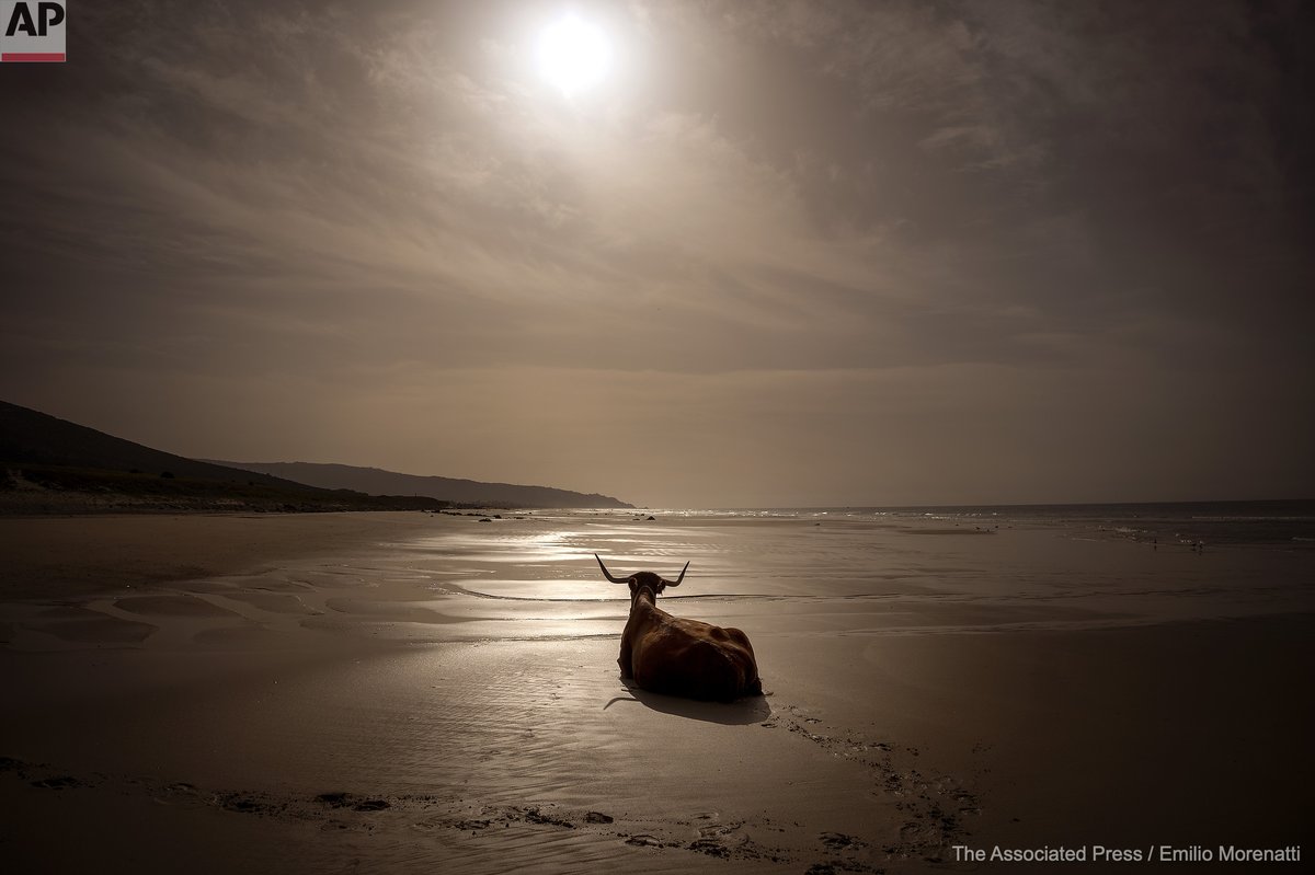 A cow sits on an empty beach near Barbate, in Cadiz province, south of Spain, Saturday, Feb. 5, 2022.