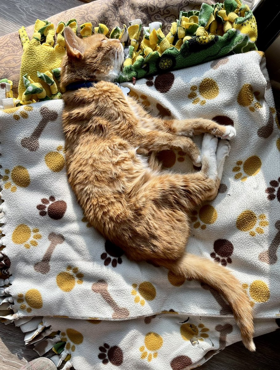 Happy Caturday everyone. Let me introduce you to Injera the mighty hunter. He’s livening his best morning then crossing the🌈bridge. Best kitty ever. #Caturday