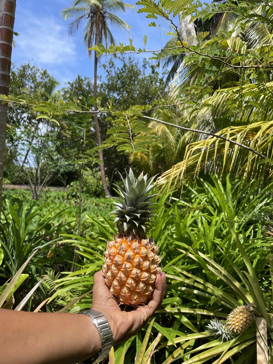 Chostee's tweet photo. Island life #Fuahmulah https://t.co/V02E5iwSJJ