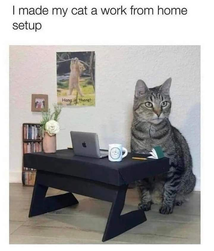 CatWorkers's tweet image. 