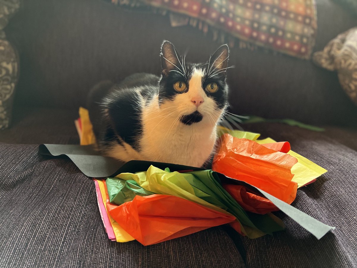 mrstth's tweet image. Me: I’m doing a fun art project with coloured tissue paper
My cat: Cool! I will help you with that!