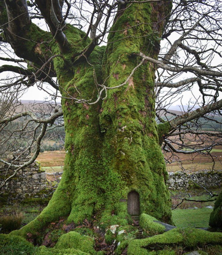 piinkibun's tweet image. oh to be a fairy living in a moss covered tree