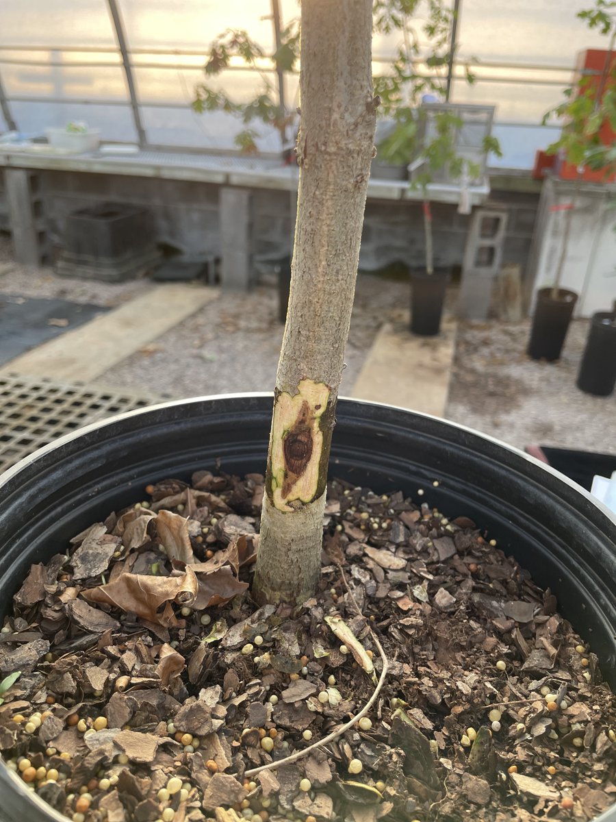 Dr. Denita Hadziabdic Guerry (@treehealthdoc) on Twitter photo In collaboration with <a href="/PlantDocEllie/">Dr. Eleanor Lopez</a>, we found #oak decline caused by #Diplodia corticola. We inoculated red, white, and live oaks and they all showed #disease symptoms. Entire #HadziabdicLab participated in #greenhouse #research #experiments. <a href="/epp_tn/">UT Entomology & Plant Pathology</a> <a href="/UTAgResearch/">UT AgResearch</a> <a href="/plantdisease/">The American Phytopathological Society</a> In collaboration with <a href="/PlantDocEllie/">Dr. Eleanor Lopez</a>, we found #oak decline caused by #Diplodia corticola. We inoculated red, white, and live oaks and they all showed #disease symptoms. Entire #HadziabdicLab participated in #greenhouse #research #experiments. <a href="/epp_tn/">UT Entomology & Plant Pathology</a> <a href="/UTAgResearch/">UT AgResearch</a> <a href="/plantdisease/">The American Phytopathological Society</a>