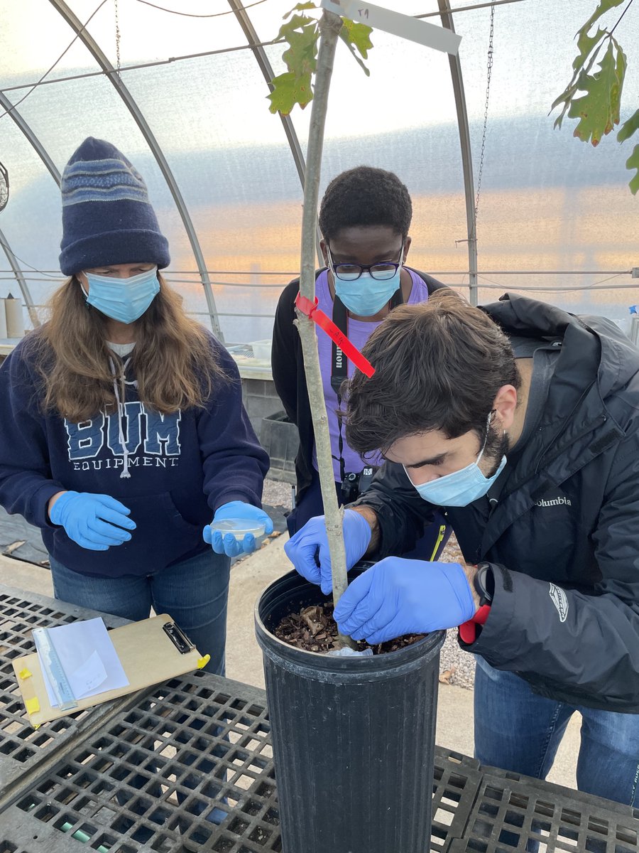 Dr. Denita Hadziabdic Guerry tweet media