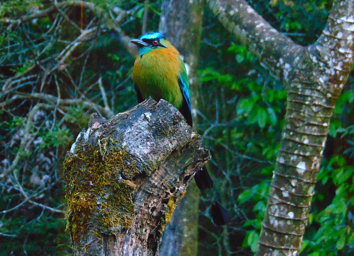 arrivedeh's tweet photo. Lesson's motmot. It’s the long, unique tail feathers that I find most interesting.
#birdwatching #birding #birdphoto #momot #CostaRica #tropicalbirds https://t.co/Fdo9jt2oac https://t.co/fLuSIwWNmf