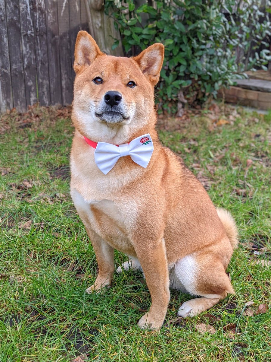 AnnaStrzalek's tweet photo. If @anthonywatson_ can't play, can I? #WatsonforWatson 

@EnglandRugby

#england #englandrugby #rfu #rugby #dog #shiba #shibainu #shibe #sheeb #shibapuppy #shibainupuppy #shibalife #dogs #doge #sixnations #dogoftheday #pupper #doggo #rugbyunion #cute https://t.co/373d1nI1Oh