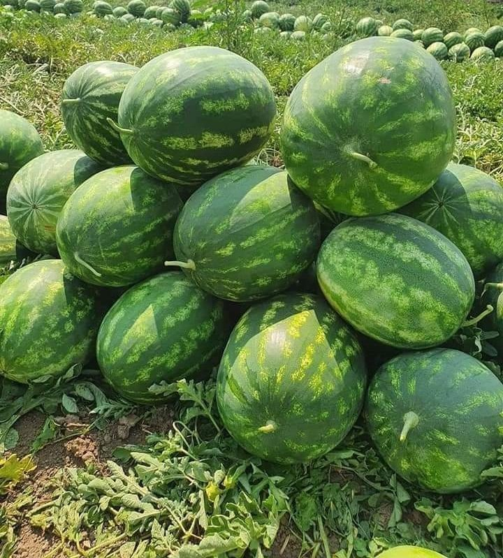 Agrinsiderhq's tweet photo. Agriculture is about precision, learning to adjust from the norm and working extra hours. It's about commitment. https://t.co/VDqHjSAFEo