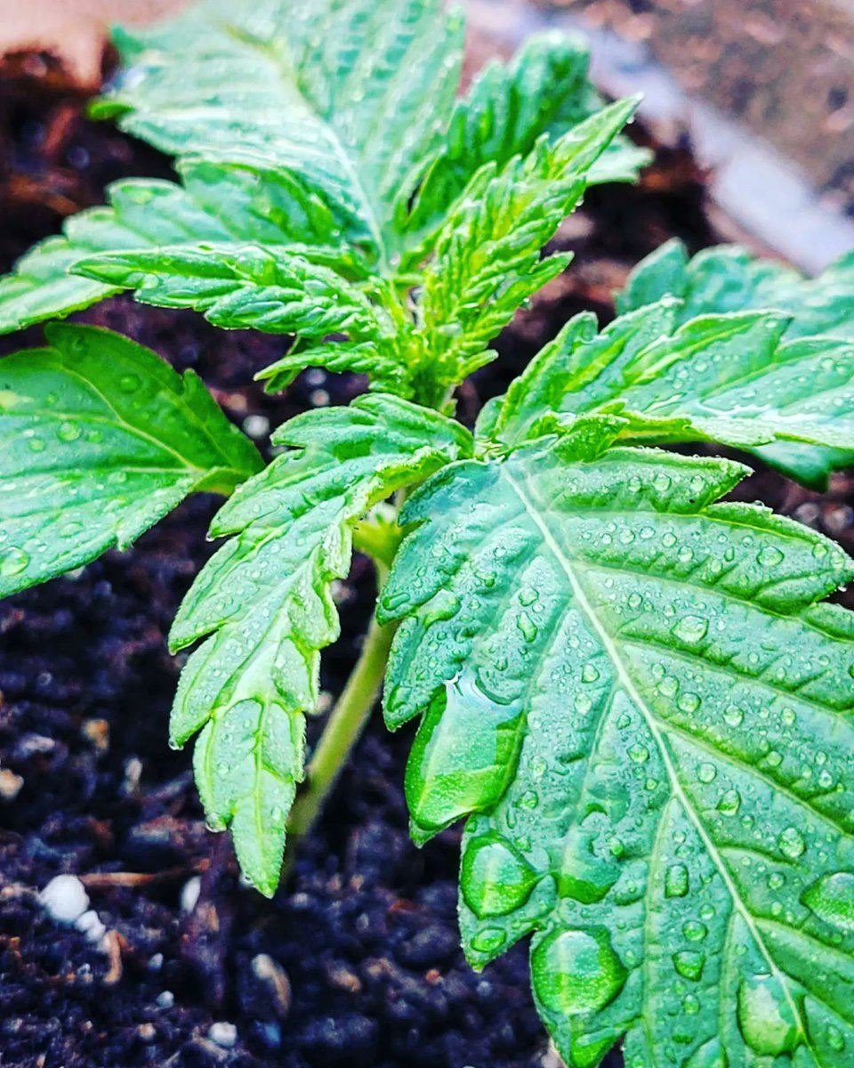 🌱🌴Vigía Tropical🌴🌱 tweet media