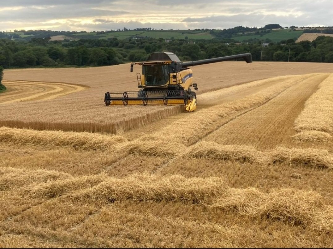 The test crop of Geraldine being harvested in August 2021. Mark Horsford ,Ovens, Co. Cork became our first Rebel county grower.
