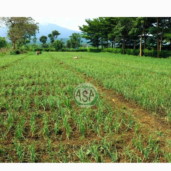ASA_KILIMO's tweet photo. ASA KAZI INAENDELEA.

MKURUGENZI WA MAZAO WA WAKALA WA MBEGU ZA KILIMO ASA DR.JUSTINE RINGO (KULIA)AKIKAGUA SHAMBA LA NYANYA AINA YA TANYA (KUSHOTO) NI MENEJA WA SHAMBA LA WAKALA TENGERU,BENSONI MINJA.

SHAMBA HILI NI MAALUMU KWA UZALISHAJI WA MBEGU BORA ZA KILIMO ZA MBOGA MBOGA https://t.co/0BpiLLCwjr