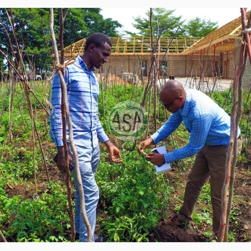 ASA_KILIMO's tweet photo. ASA KAZI INAENDELEA.

MKURUGENZI WA MAZAO WA WAKALA WA MBEGU ZA KILIMO ASA DR.JUSTINE RINGO (KULIA)AKIKAGUA SHAMBA LA NYANYA AINA YA TANYA (KUSHOTO) NI MENEJA WA SHAMBA LA WAKALA TENGERU,BENSONI MINJA.

SHAMBA HILI NI MAALUMU KWA UZALISHAJI WA MBEGU BORA ZA KILIMO ZA MBOGA MBOGA https://t.co/0BpiLLCwjr