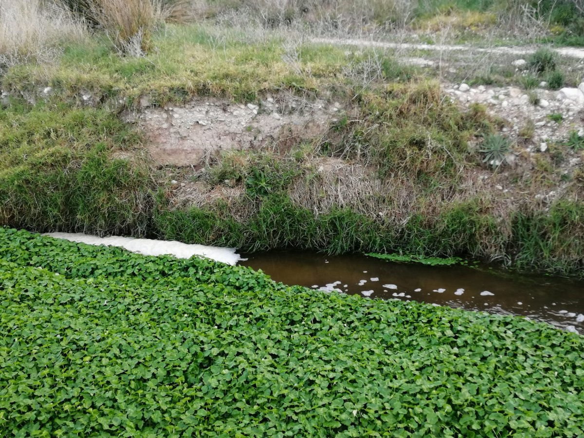 MEDIOAMBIENTE.- En sólo un mes, el voluntariado ha realizado 6 intervenciones en el Río Seco, poniendo en valor nuestro patrimonio natural. <a href="/ocajuliocs/">Julio Oca Enríquez</a> agradece su labor y ruega a la ciudadanía contacte con la policía si observa conductas incívicas contra nuestro entorno.