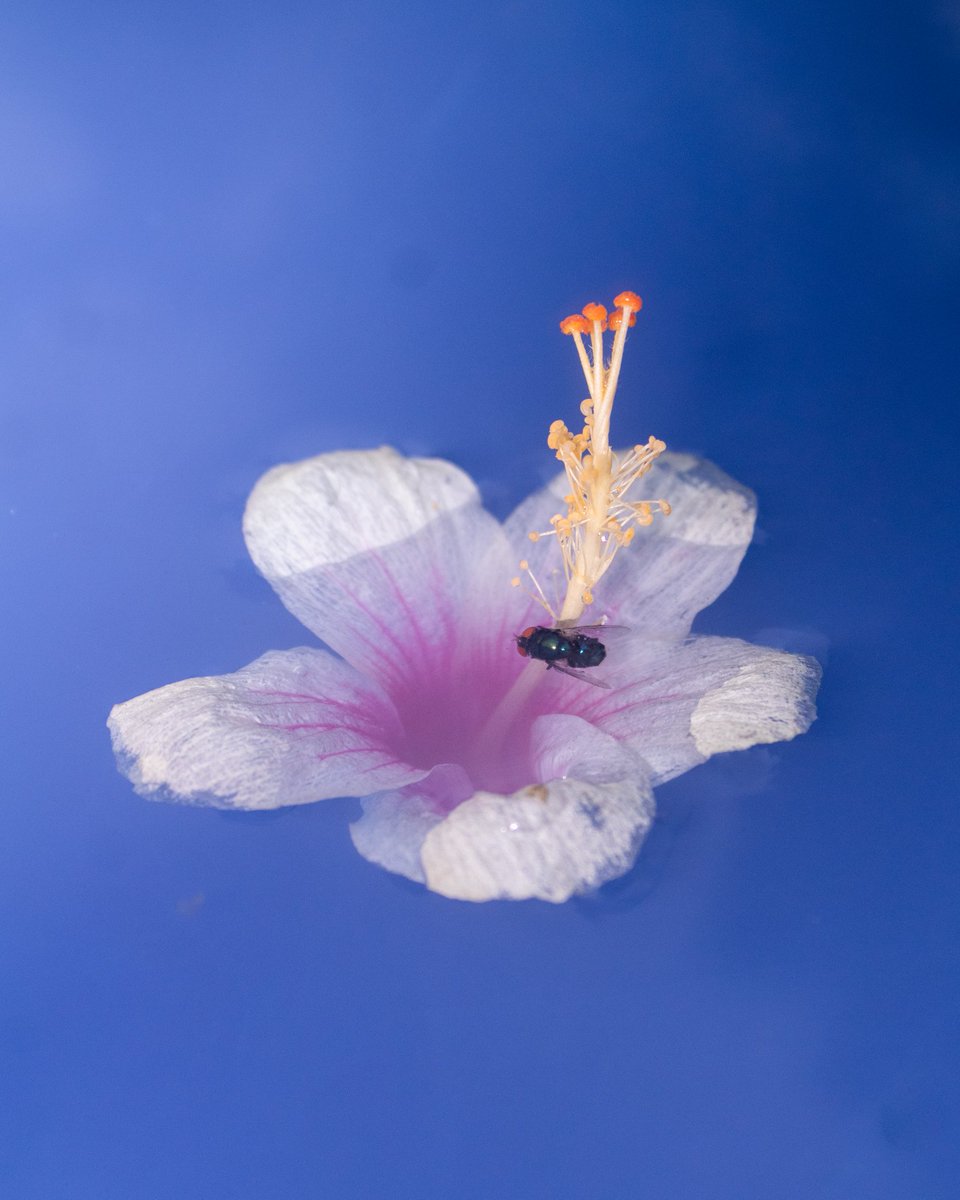 acidicobject's tweet image. Flower Study  🌺