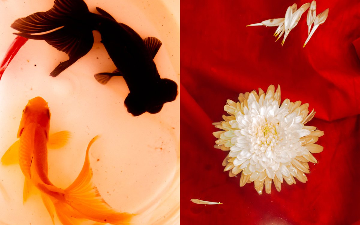 acidicobject's tweet image. Series featuring my pet fishes.