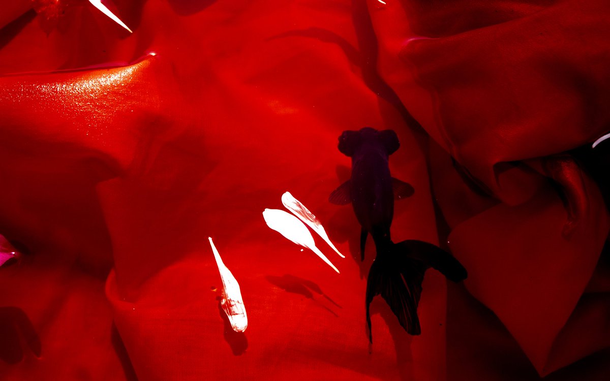 acidicobject's tweet image. Series featuring my pet fishes.