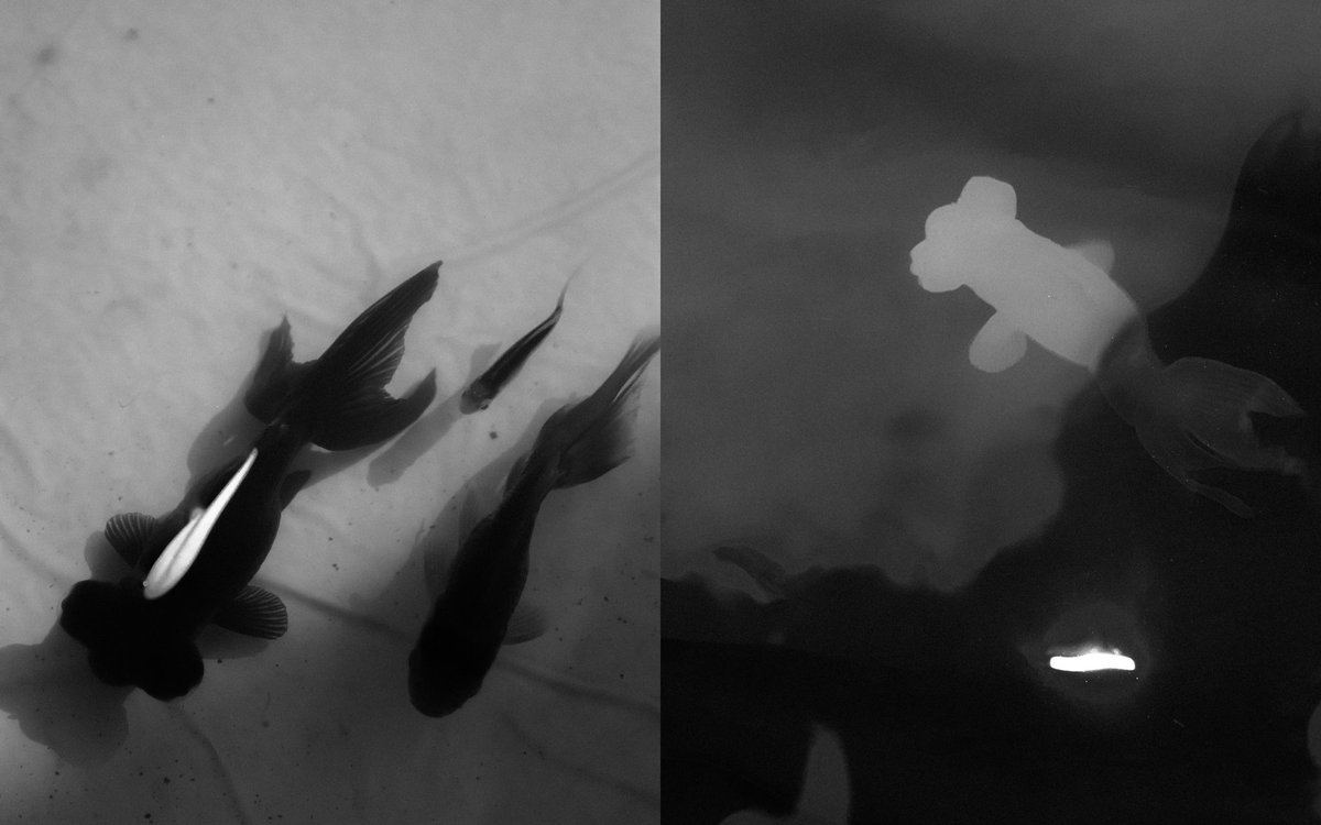 acidicobject's tweet image. Series featuring my pet fishes.