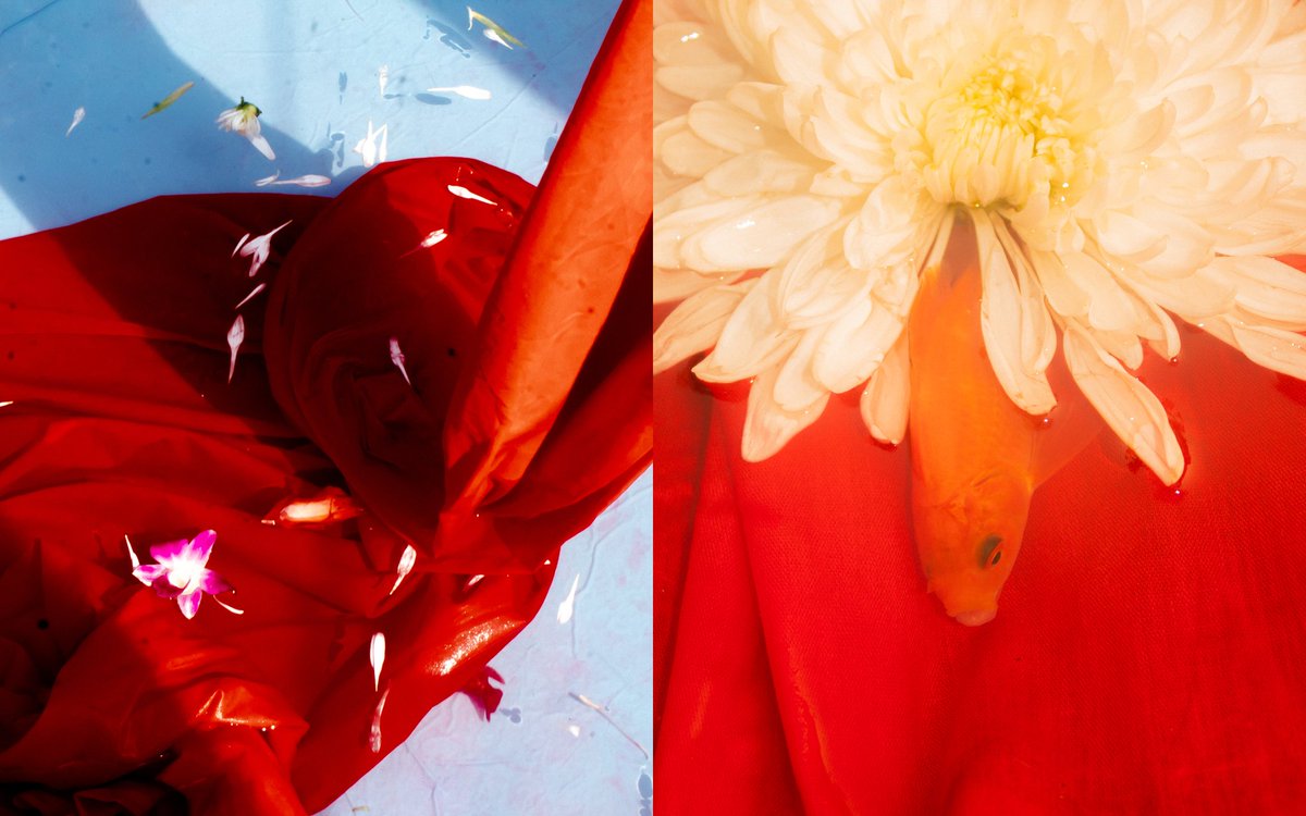 acidicobject's tweet image. Series featuring my pet fishes.