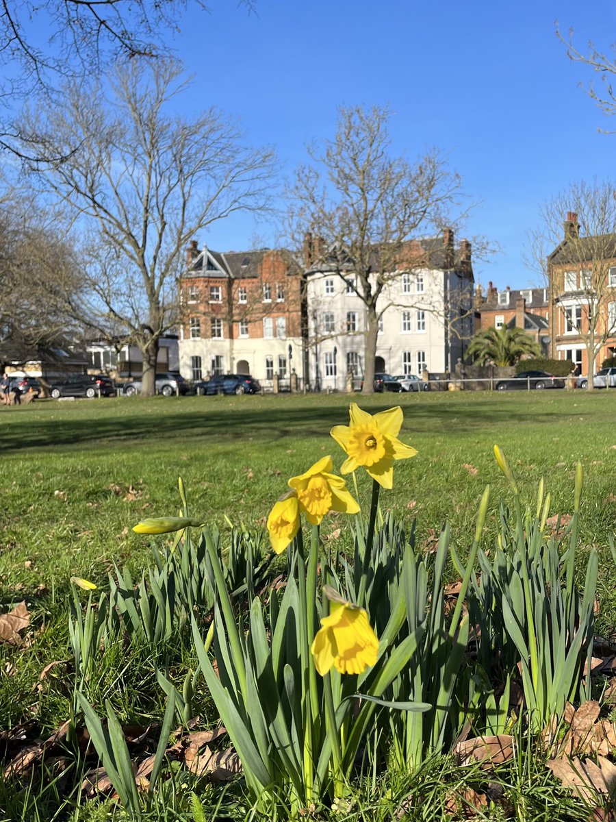 Look out for the first of the season’s daffodils on Clapham Common this weekend. Their burst of yellow can be seen in a number of spots across the Common. Glorious in the sunshine. 

🌼🌼🌼

#claphamcommon #clapham #daffodils #loveclapham #claphamsouth #springinlondon