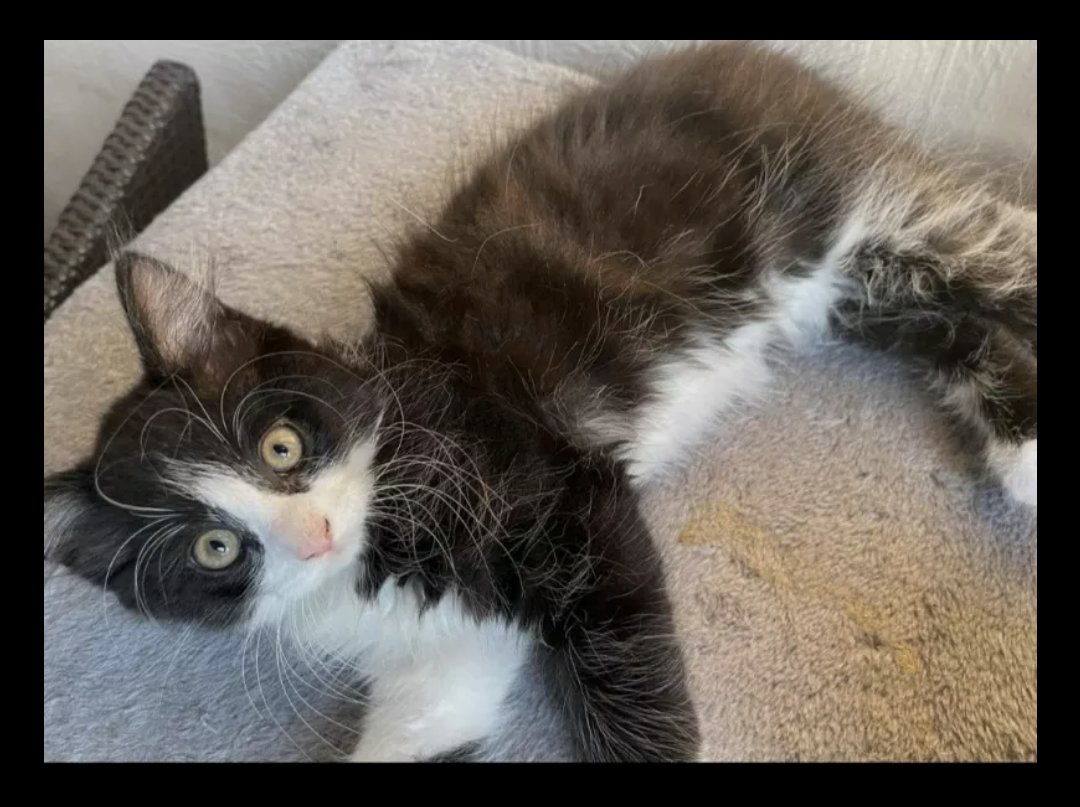 Introducing Piper, the latest addition to our family 🥰