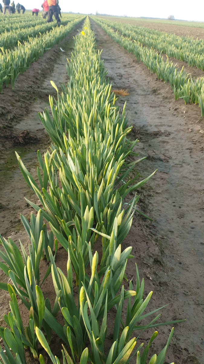 Mark Eves tweet media