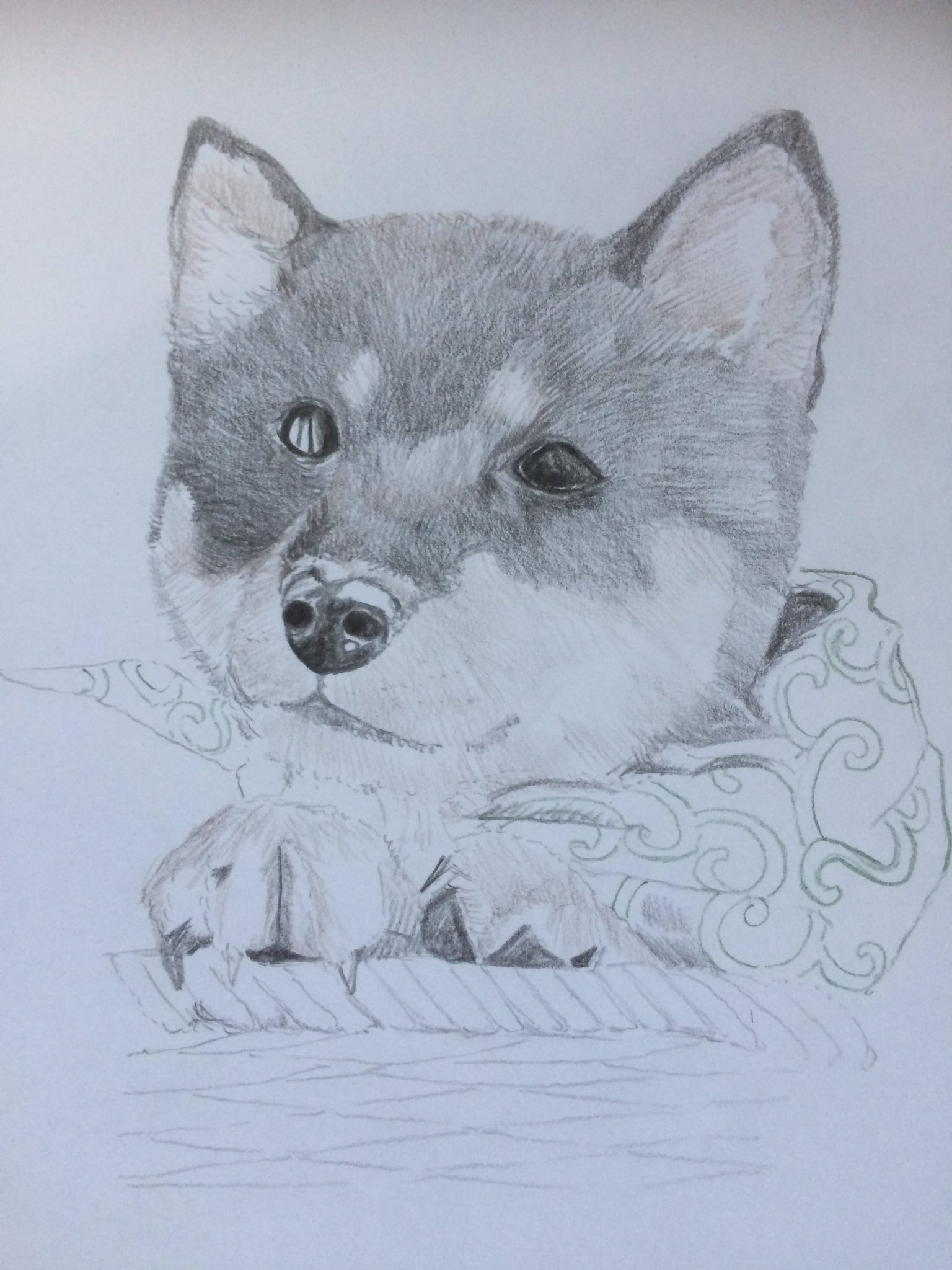 تويتر 黒柴子犬 البحث في تويتر