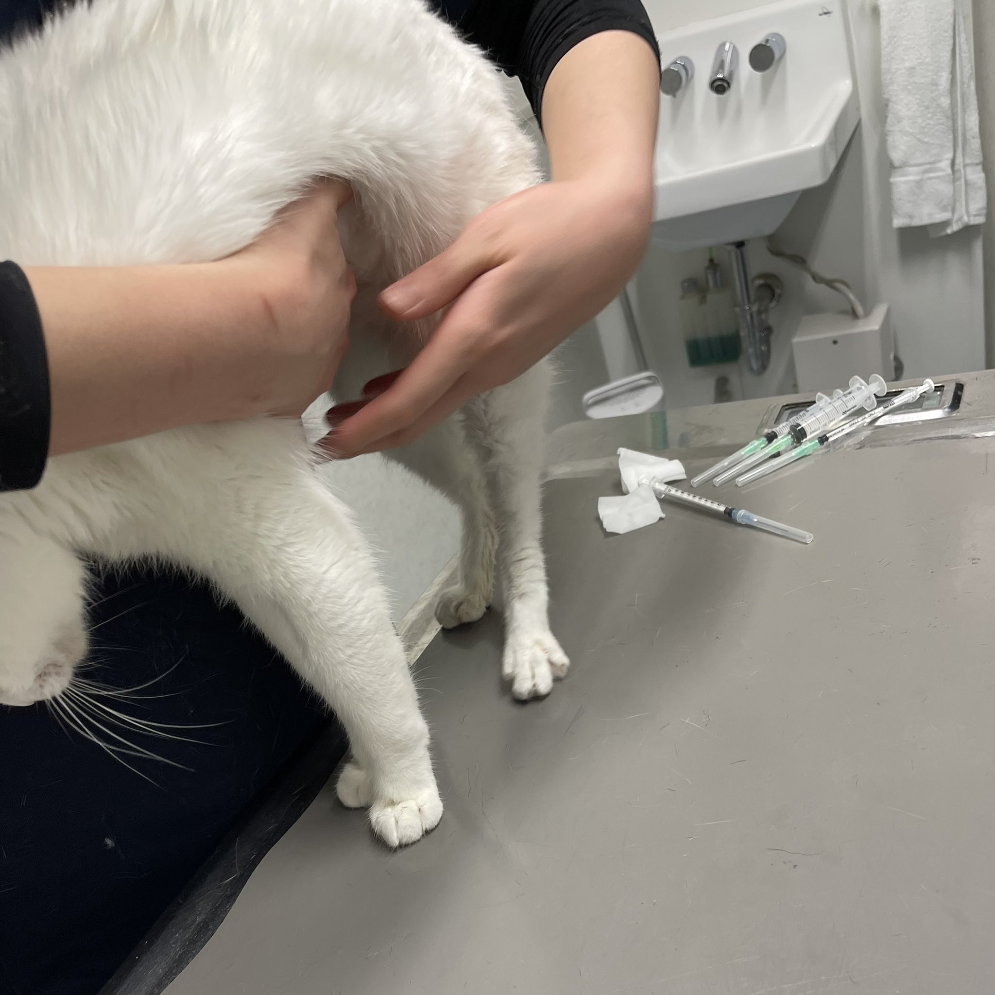 𝗔𝗻𝗶𝗺𝗮𝗹 𝗥𝗲𝘀𝗰𝘂𝗲 𝗦𝗛𝗜𝗥𝗢𝗖𝗨𝗥𝗢 食事が進まず 飲水量も増えず 脱水状態なので補液と薬を注射 内容 ﾗｸﾃｯｸ皮下点滴0ml ﾚｽﾁｵﾆﾝ 栄養補給 ﾒﾄｸﾛﾌﾟﾗﾐﾄﾞ 吐き気 食欲不振 ｾﾚﾆｱ 制吐 ﾊﾞｲﾄﾘﾙ 抗菌剤 ﾒﾀｶﾑ 消炎鎮痛剤 痛み