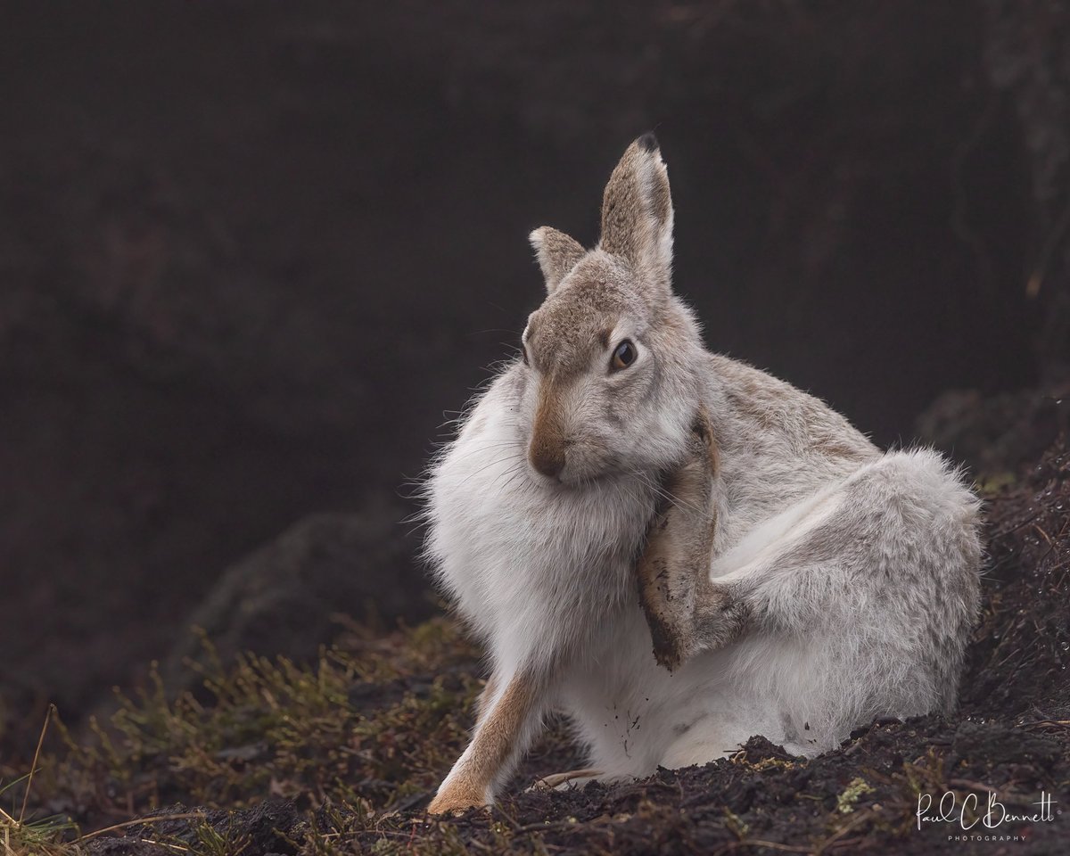 Love spending time with my favourite UK mammal the enigmatic Mountain Hare !!!
#bbcwildlifepotd #hare <a href="/BBCSpringwatch/">BBC Springwatch</a> @BBCCountryfile <a href="/WildlifeMag/">BBC Wildlife</a> #mountainhare #thepeakdistrict <a href="/HPT_Official/">HPT Hare Preservation Trust</a>