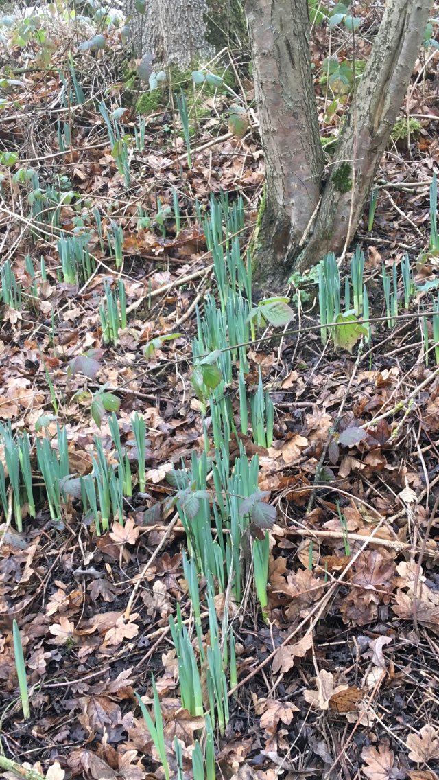 FloralRainbowAW's tweet photo. A #middaywalk was needed, just to the edge of the woods. Daffodils through by the road, plenty of catkins, the hedgerow was alive with Sparrows, Blue & Long-tailed t*ts and Goldfinches, Wood pigeons & Magpies hoovering up in the donkey field 🐦🥾💨 https://t.co/q6shm0xcD4
