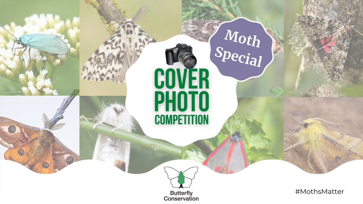 savebutterflies's tweet photo. Calling all photographers! We want to see your fantastic photos of moths for this months Facebook Cover Photo Contest!📸 

Link to Facebook page 👉  https://t.co/HwNuhFrnwG

*Photos should be in landscape format. We also ask that any photos submitted are your own.*

#MothsMatter https://t.co/8ixkV5TnjM