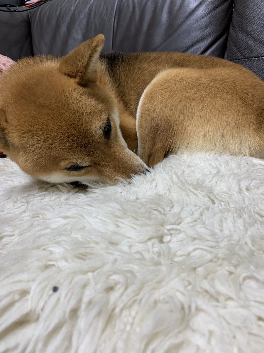 SeJVrOExCGZo7X0's tweet photo. お鼻が埋もれてますよ〜。お気に入りの場所❤️ https://t.co/30Op3xAPld