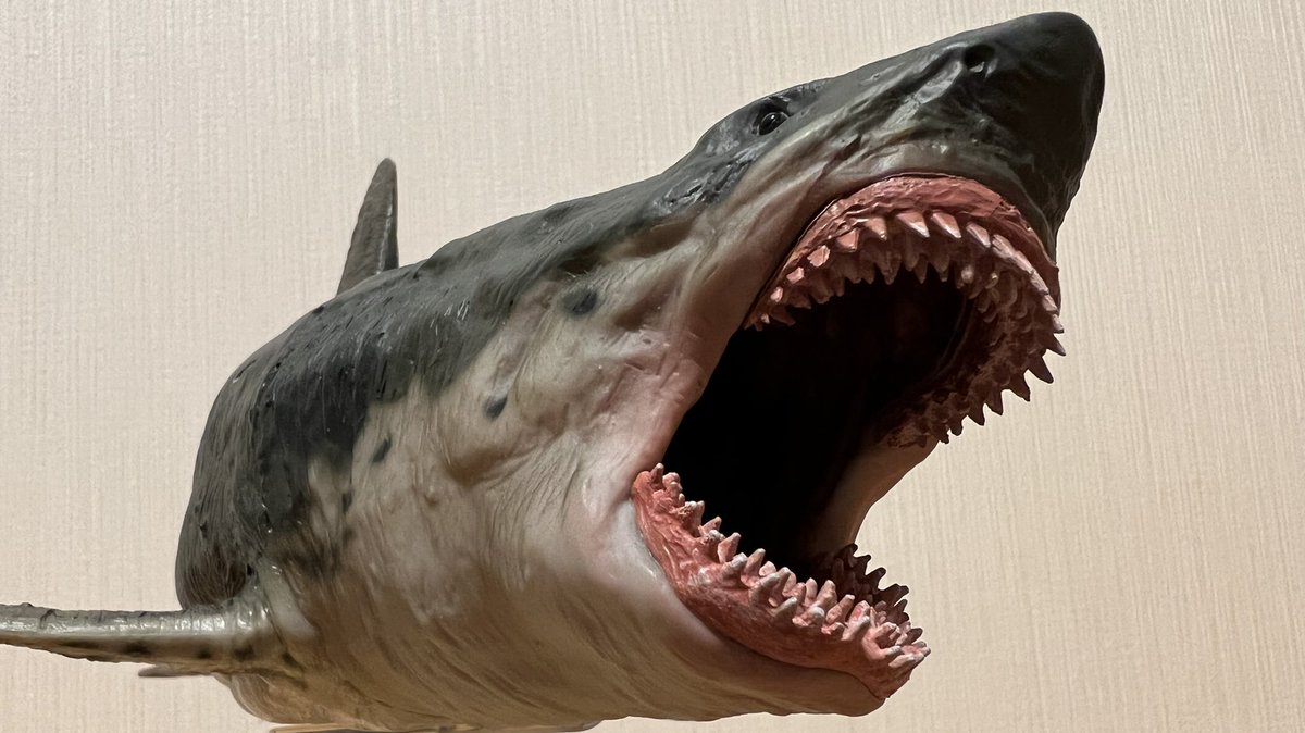 サメの歯化石 メガロドンの祖先種 希少種 カルカロクレス