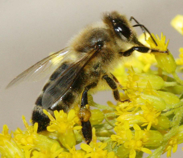 Kompas_1951's tweet photo. 🐝 𝐁𝐫𝐞𝐳 𝐜̌𝐞𝐛𝐞𝐥 𝐧𝐢 𝐳̌𝐢𝐯𝐥𝐣𝐞𝐧𝐣𝐚. 🐝
Ta marljiva bitja z opraševanjem rastlin poskrbijo za pridelavo hrane in biotsko raznovrstnost. 𝐕 𝐥𝐞𝐭𝐮 𝟐𝟎𝟐𝟐 𝐛𝐨𝐦𝐨 𝐩𝐨𝐬𝐚𝐝𝐢𝐥𝐢 𝟓𝟎𝟎𝟎 𝐦𝐞𝐝𝐨𝐯𝐢𝐭𝐢𝐡 𝐝𝐫𝐞𝐯𝐞𝐬. 
kompasovodrevo@kompas.si
#kompasovih5000 https://t.co/Dnxe8uskx5