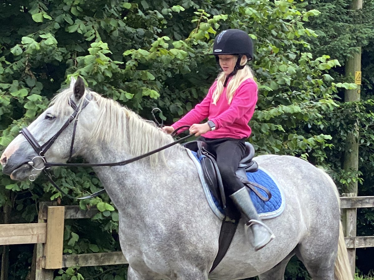 Marlea210910's tweet photo. This is cooper, the horse that started it all . My riding journey wouldn’t be complete without this dude and I’ll always remember him. I thought he deserved a tweet https://t.co/HsVAYvNWwm