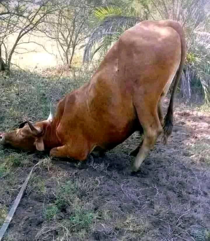 DwayneTheoSA's tweet photo. Caught  My Friend Girlfriend Having Sex With Another Guy In My Friend's Room...Manje Angaz Ngimcebe Yini 🤔🤔😏coz I  Was The Guy https://t.co/ilou2kRB3Z