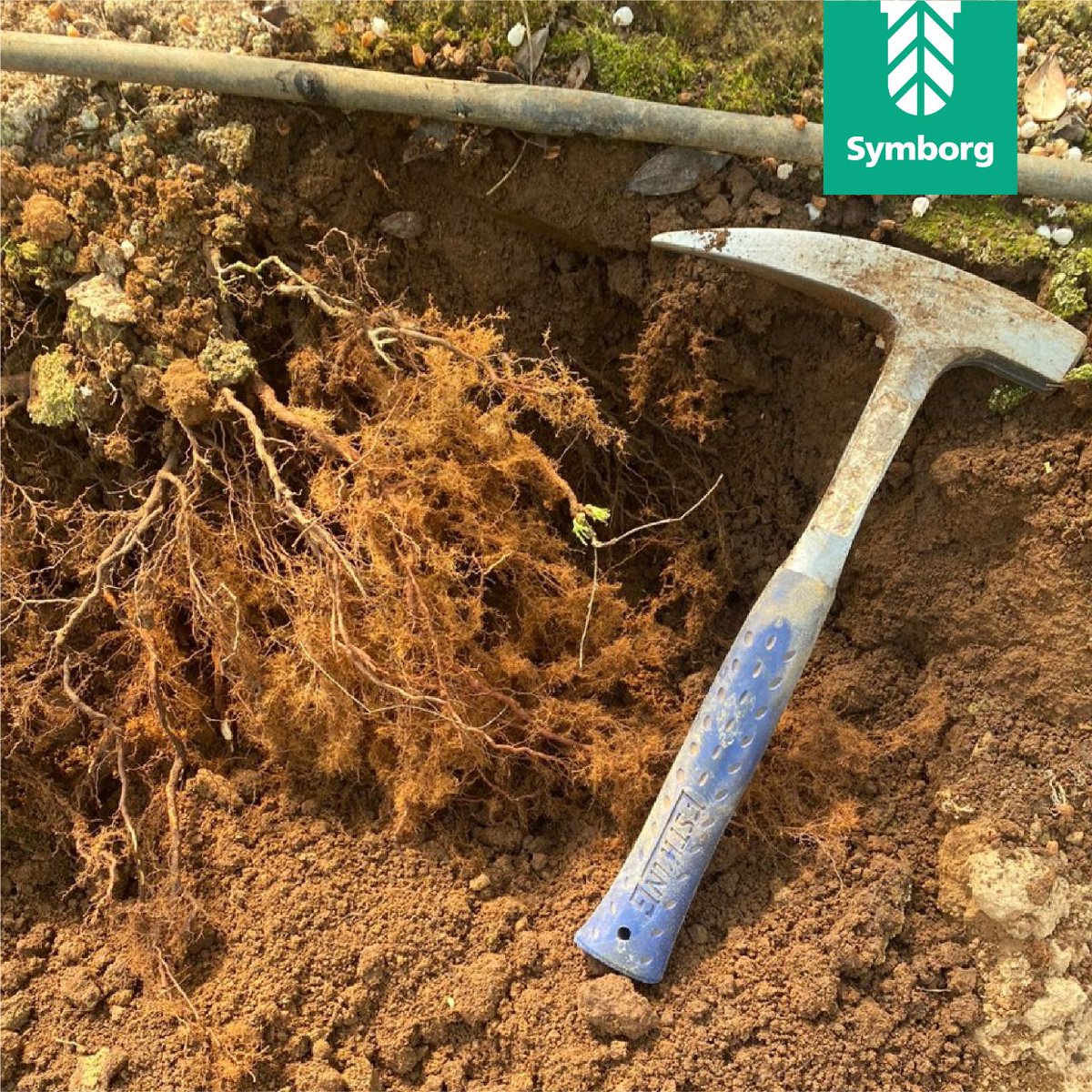 SymborgLATAM's tweet photo. Las visitas en terreno son parte esencial de nuestro trabajo en Symborg, como lo vemos en la imagen. Francisco Velasquez, técnico de Symborg, estuvo comprobando el crecimiento de raíces durante su visita en terreno. ¡Grandes resultados!
#symborg #crecimiento #agricola #terreno https://t.co/NzDTPcSlxh