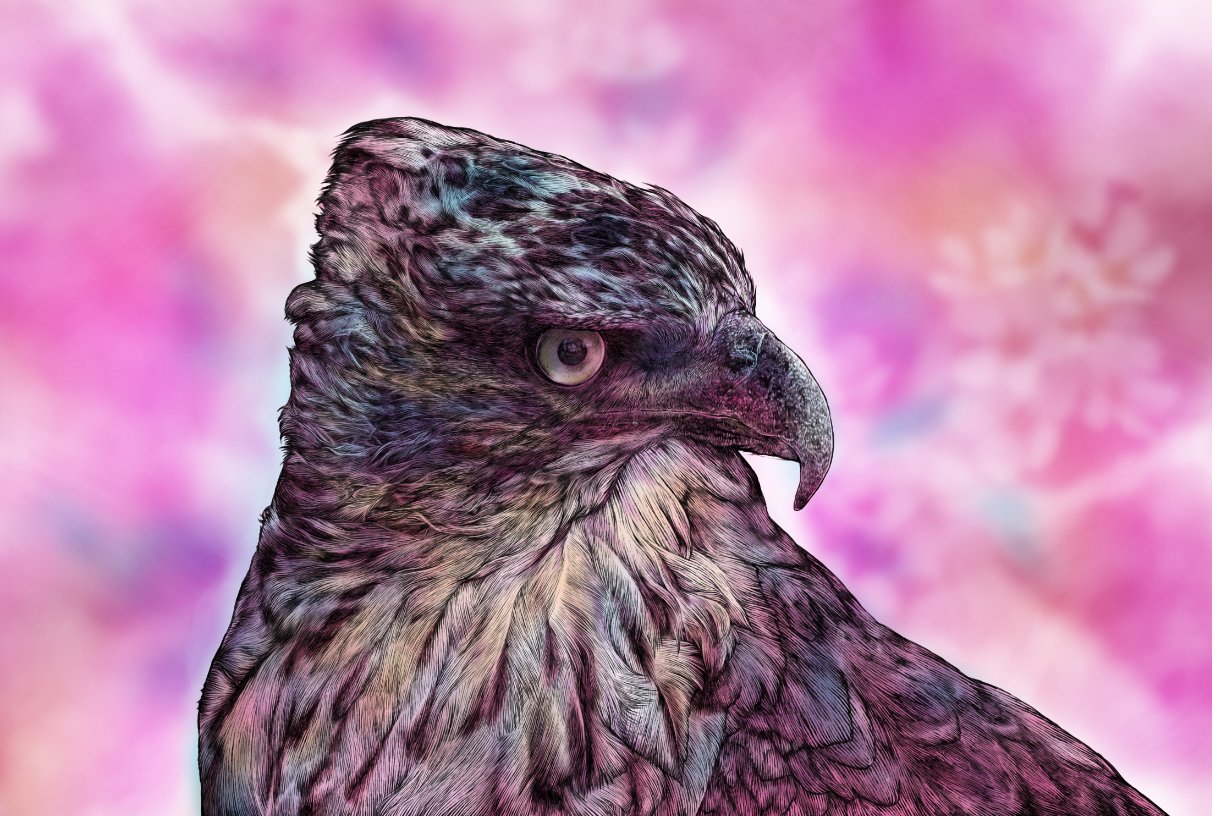 Riverk11 クマタカ完成しました 鷹 鳥のイラスト 動物イラスト 鳥 鷹のイラスト 猛禽類 クマタカ T Co Gabymlf9rq Twitter