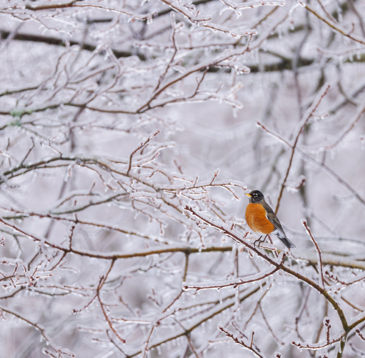 Pretty little icy morning here in #CapeBreton. Even the robins came out for a look.