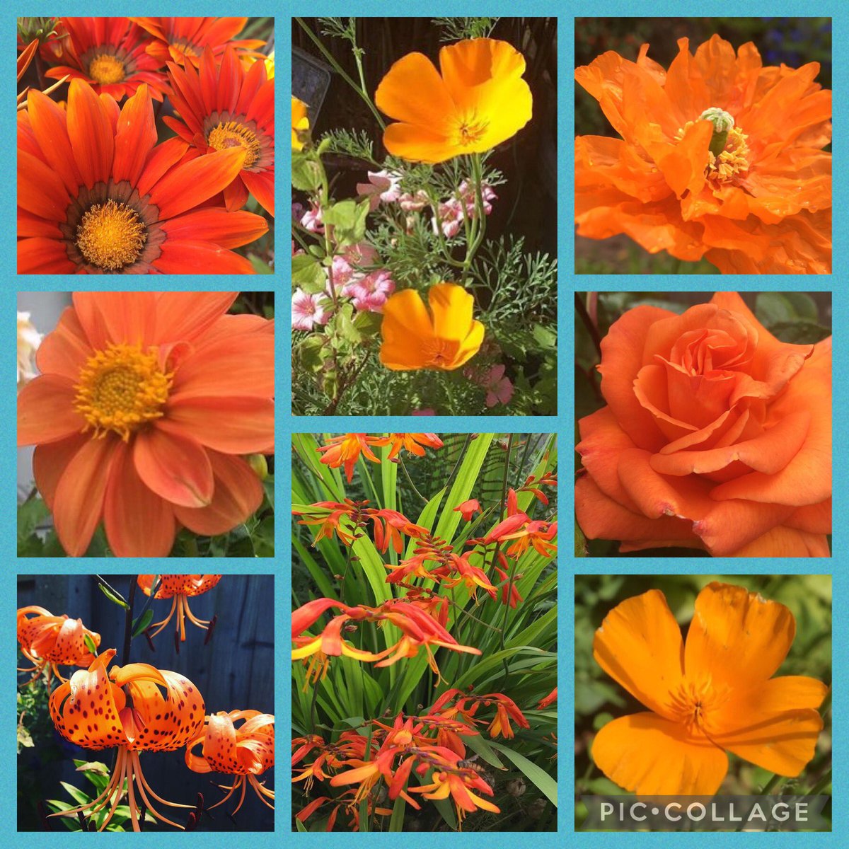 Some fiery orange #flowers to heat this Saturday up a bit.  Have a good day whatever you’re up to 🙂🧡 🔥 #gardening #flowercollage #orangeflowers