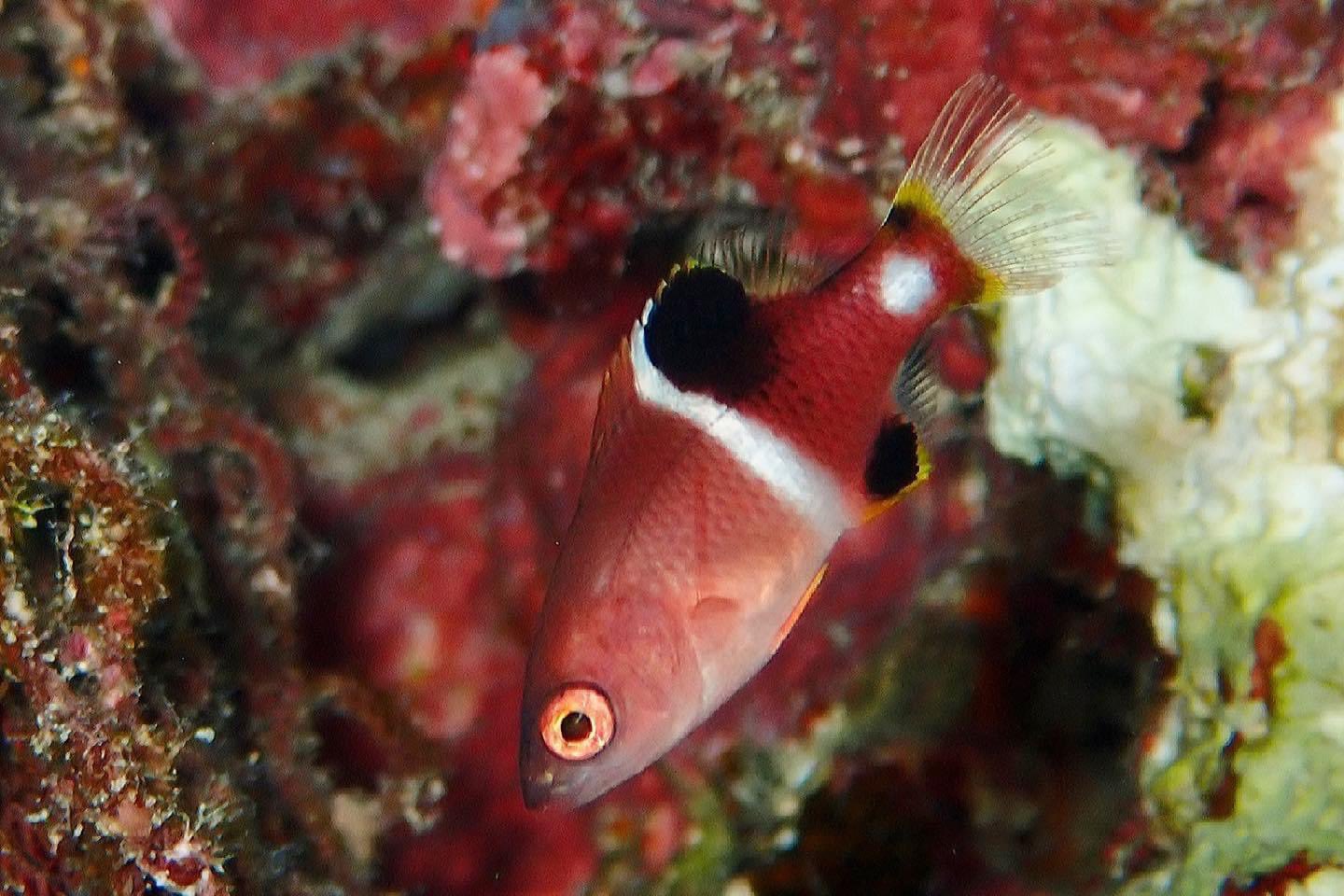 Takuya 宮古島暮らし11年 今日の魚は タキベラ 写真は幼魚で琉球列島ではかなりレアな魚 ただ 分布域の問題で本州では比較的容易に見られるみたいです 反対に本州ではレアな魚が宮古島では普通種というパターンもあるので やっぱり魚って面白いです