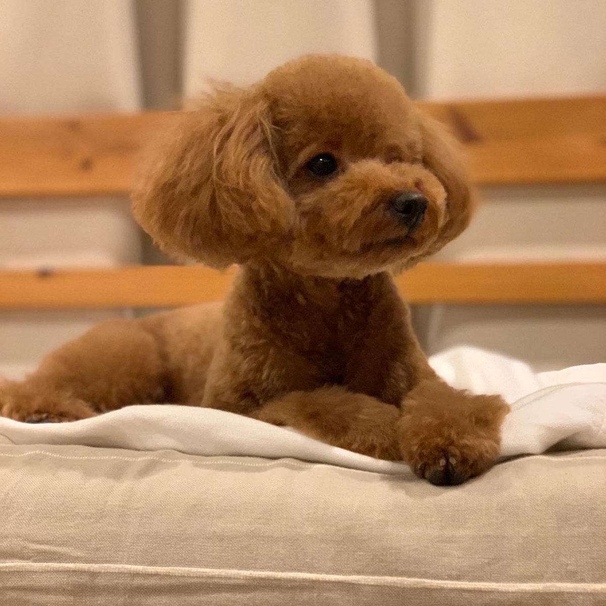takapoo_'s tweet photo. 二人そろって可愛くしてもらいました✂️
別々に撮影すると、どっちがどっちか分からなくなります😂

モデル「つむぎ&amp;まる」ちゃん

#犬 #dog
#トイプードル 
#タイニープードル
#プードル #トイプー 
#poodle #toypoodle
#cocorich #coco
#トリミング https://t.co/h8xwQlkI7p