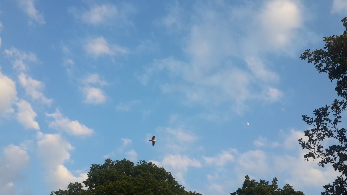 Dimple ©™ tweet media