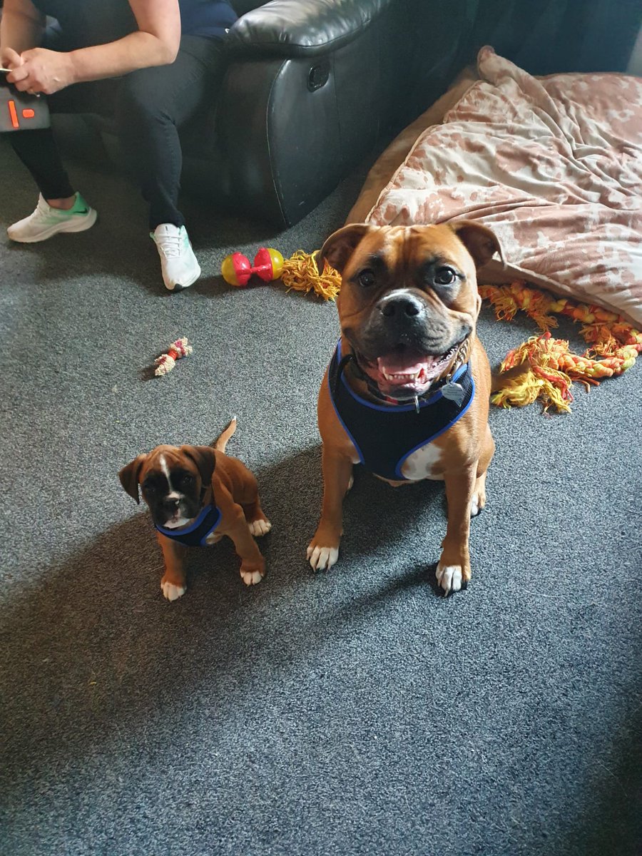 VickyPi58840741's tweet image. Love my boys ❤