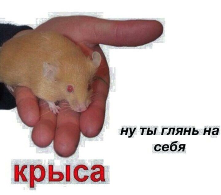Крысы мем подружки. Две мыши. Крыса в коллективе. Модная крыса. Крысы дерутьс.