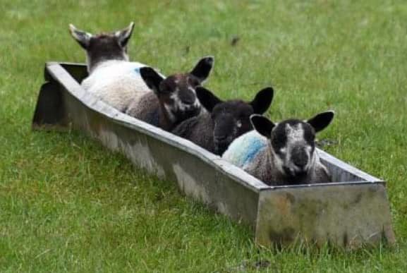 Welsh bob sleigh team ready for the Olympics