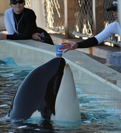 _AnimalAdvocate's tweet photo. Drink from the cup of #compassion💔

Captivity is #AnimalAbuse🤔

#Seaworld must #EmptyTheTanks🤬

Sign to https://t.co/Ei8kkV8Fdd slaughter🐬💔@domdyer70 @SeaShepherd
https://t.co/h1qvXMk2E1

@RickyGervais @PeterEgan6  @Protect_Wldlife @Seasaver @Ivy_MiddletonUK @OrcaSOS #vegan https://t.co/EQnG921CBt