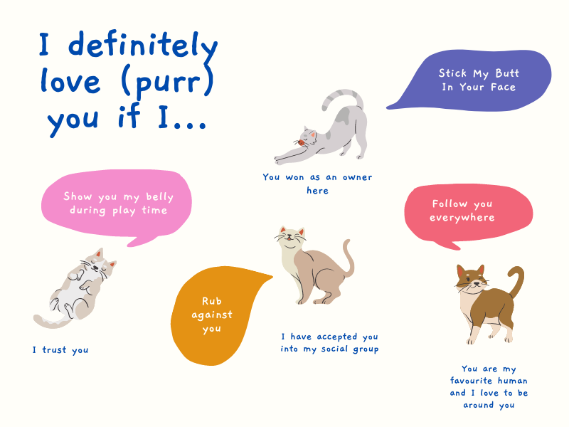 ShreyaDubey96's tweet photo. Want to know some fun facts about your cat? 
#cats #catlovers #FactCheck #Caturday https://t.co/RKyJ2Oavg1